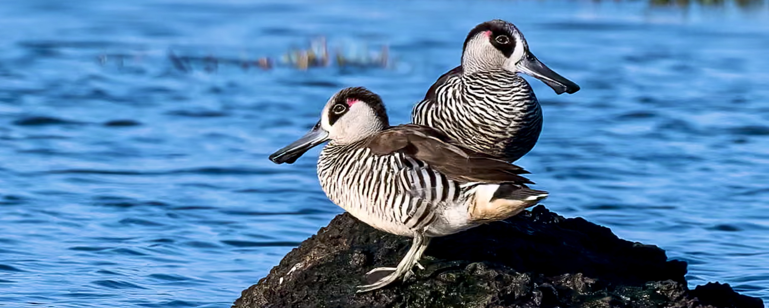 MARDSDEN PARK & RIVERSTONE: DESTROYING WETLANDS